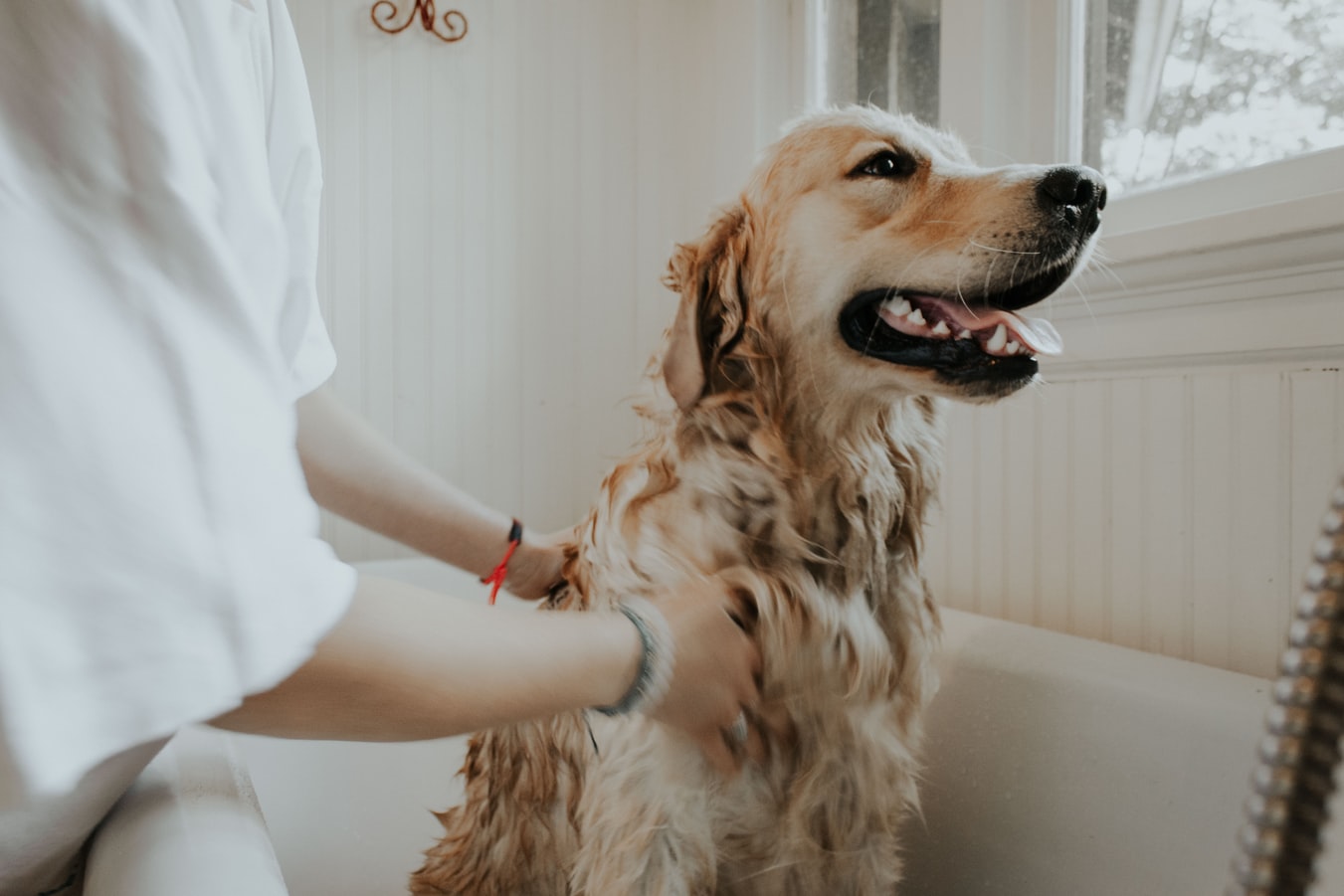 Person petting a dog