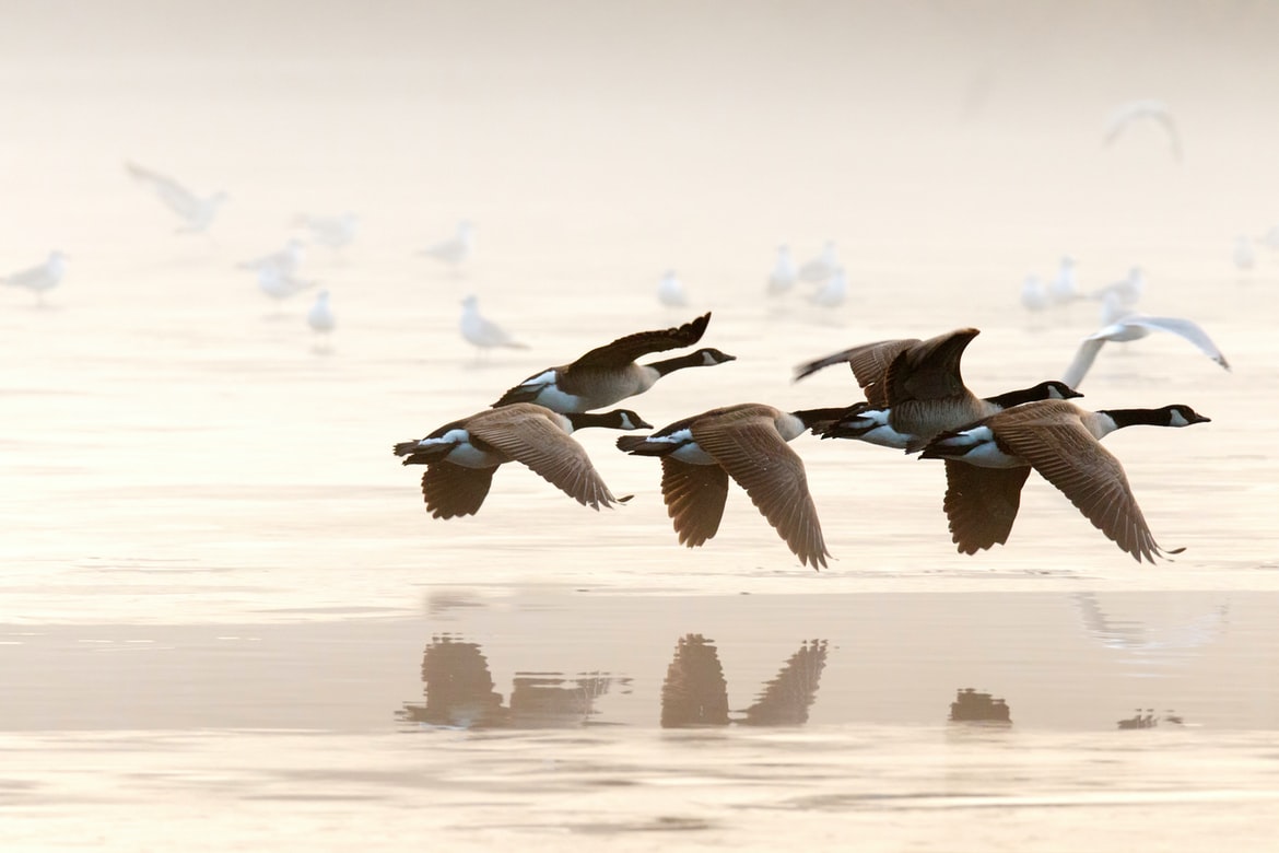 geese flying over water