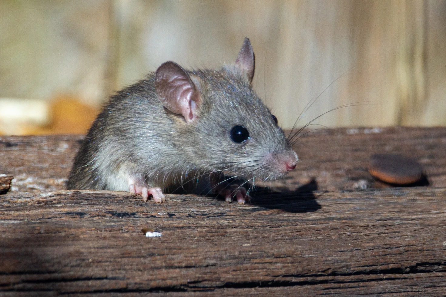 Rat on a piece of wood