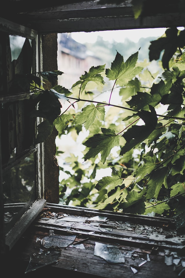 broken glass on a window, tree branches