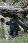 Gorilla at the Franklin Zoo