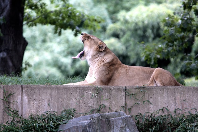 Animal Buttonwood Zoo