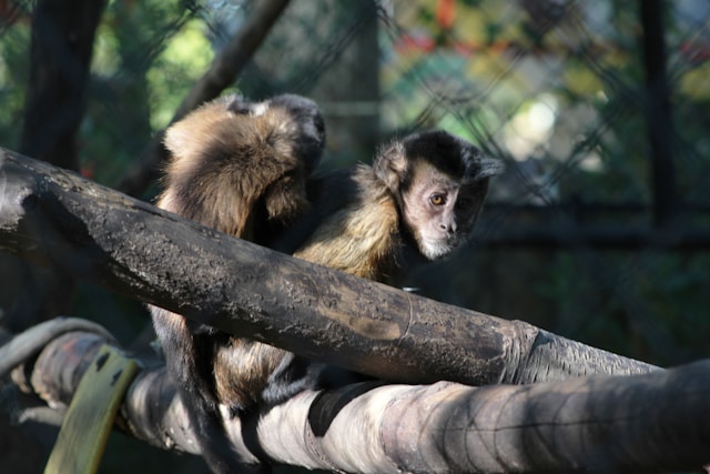 Southwick zoo, Mendon. Monkeys